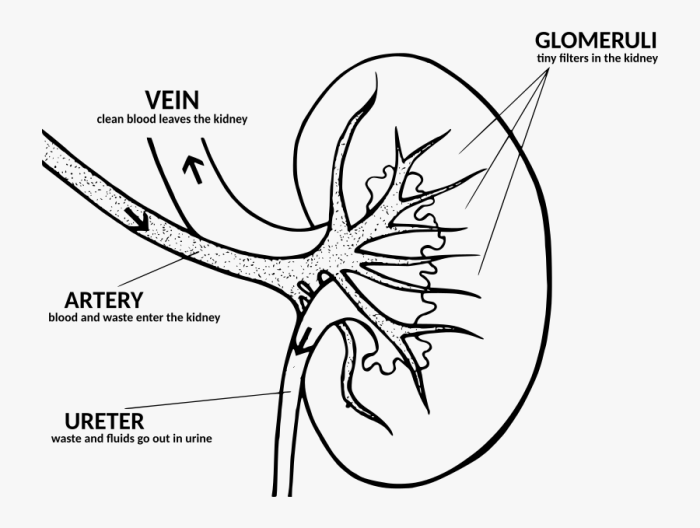 Label and color the kidney