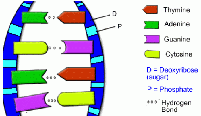 The double helix coloring worksheet