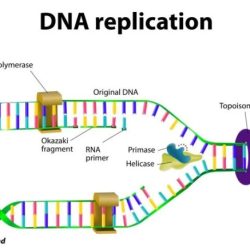 Dna structure and dna replication worksheet