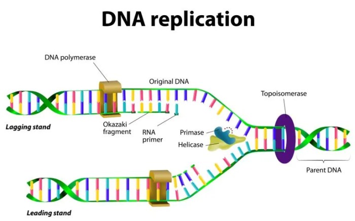 Dna structure and dna replication worksheet