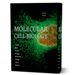 Molecular cell biology 8th edition