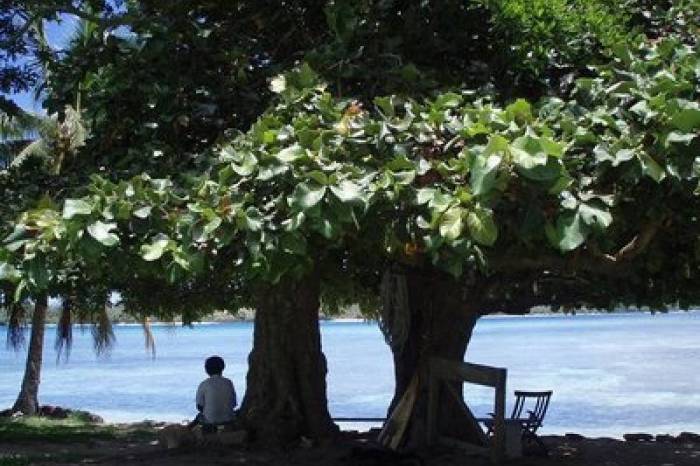 El que a buen Ã¡rbol se arrima