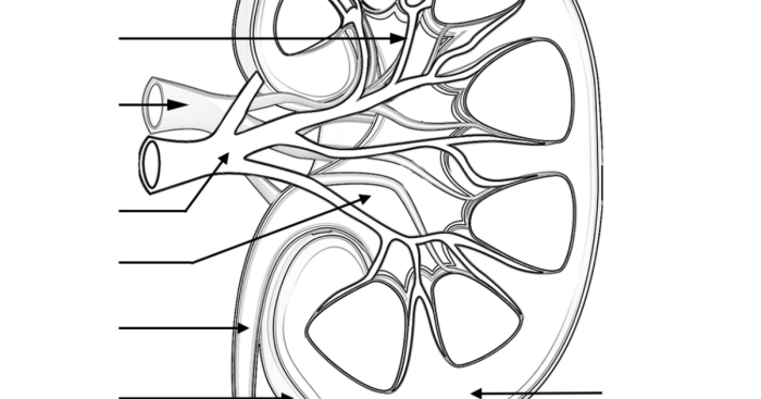 Label and color the kidney