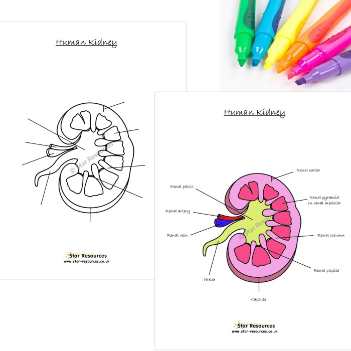 Label and color the kidney