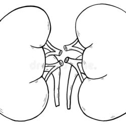 Kidney nephron