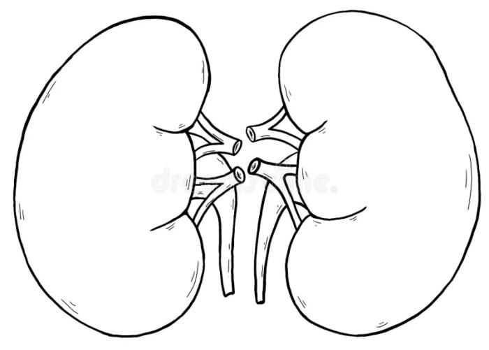 Kidney nephron