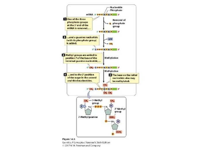 Genetics a conceptual approach sixth edition