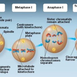 Cell mitosis cycle mitotic metaphase prophase telophase anaphase prometaphase five figure phases phase stages chromosomes each during diagram nuclear spindle