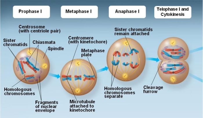 Cell mitosis cycle mitotic metaphase prophase telophase anaphase prometaphase five figure phases phase stages chromosomes each during diagram nuclear spindle