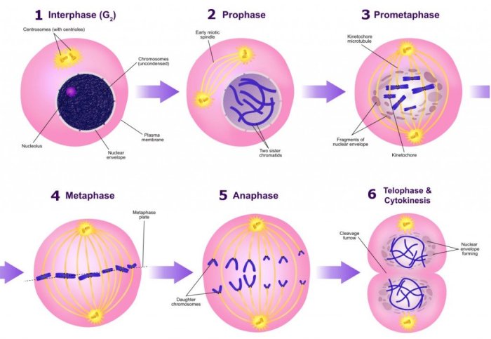 Mitotic mitosis meiosis chromosomes labeled phases interphase phase prophase metaphase telophase anaphase replicated nuclei cytokinesis two produces