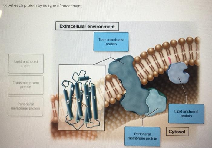 Label each protein by its type of attachment.