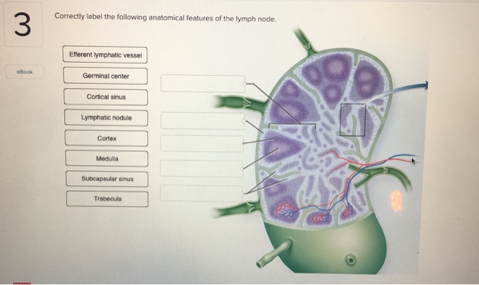 Correctly anatomical lymph