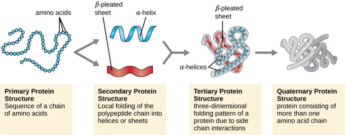 Label each protein by its type of attachment.