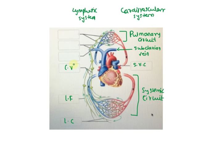 Lymphatic capillaries system lymph vessels blood spaces wikipedia kids circulatory tissue 2202 big cell function facts