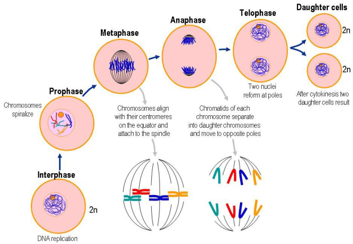 Put the following mitosis and cytokinesis images in order