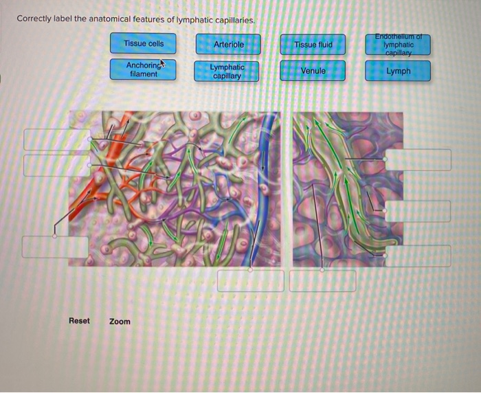 Correctly label the anatomical features of lymphatic capillaries