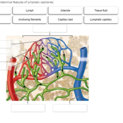 Correctly label the anatomical features of lymphatic capillaries