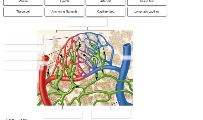 Correctly label the anatomical features of lymphatic capillaries