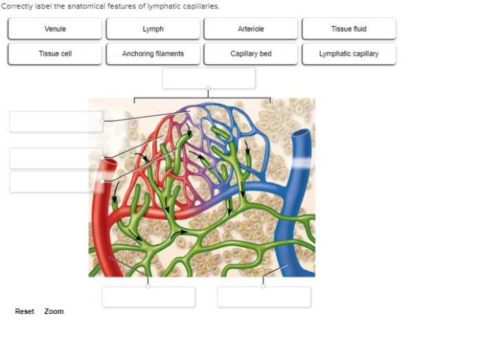 Correctly label the anatomical features of lymphatic capillaries