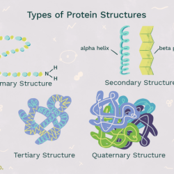 Proteins lipid structural classification target biolabs antibodies expression phospholipid bilayer