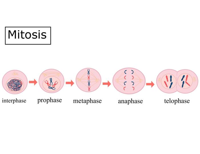 Put the following mitosis and cytokinesis images in order